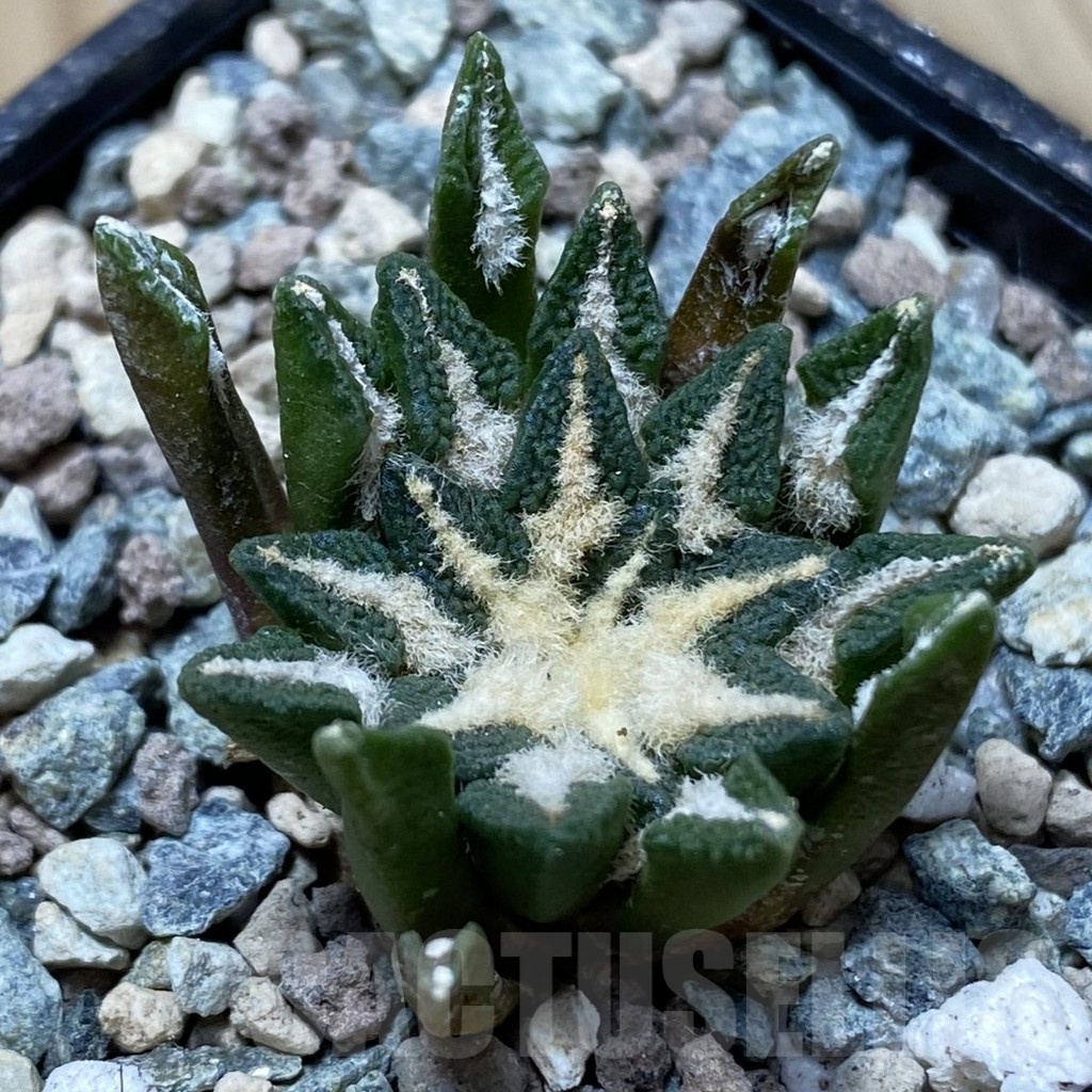 SH24753 Ariocarpus kotschoubeyanus hybrid, own roots