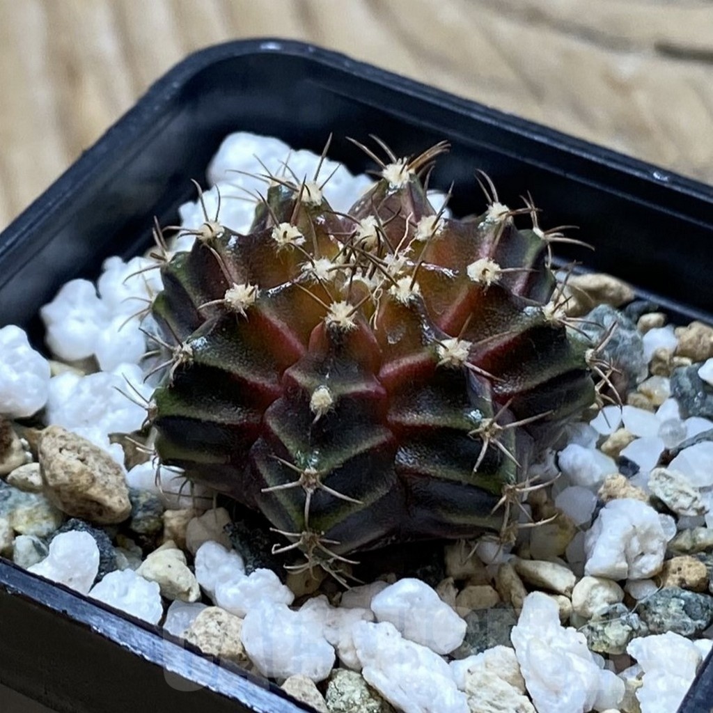 SH24777 Gymnocalycium mihanovichii ‘Neon’ hybrid - immagine 2