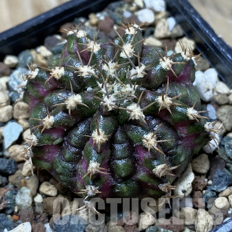 SH24778 Gymnocalycium mihanovichii ‘T-Rex’