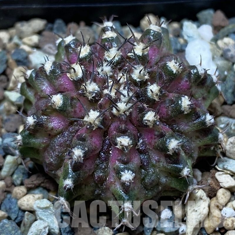 SH24779 Gymnocalycium mihanovichii ‘T-Lux’