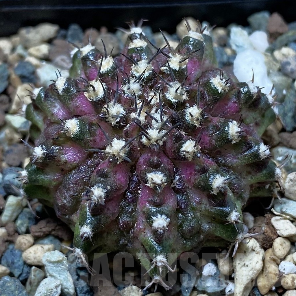 SH24779 Gymnocalycium mihanovichii ‘T-Lux’