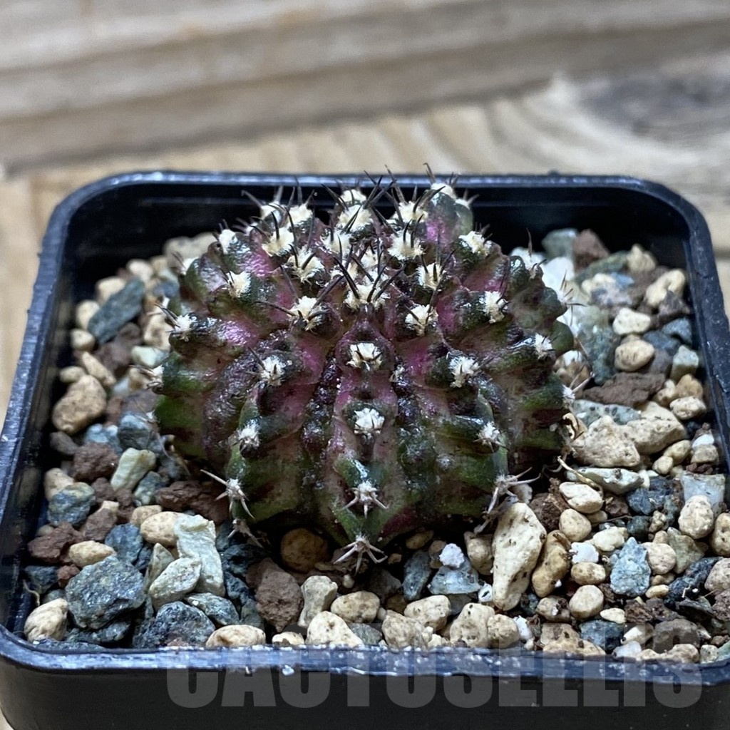 SH24779 Gymnocalycium mihanovichii ‘T-Lux’ - Obrázek 2