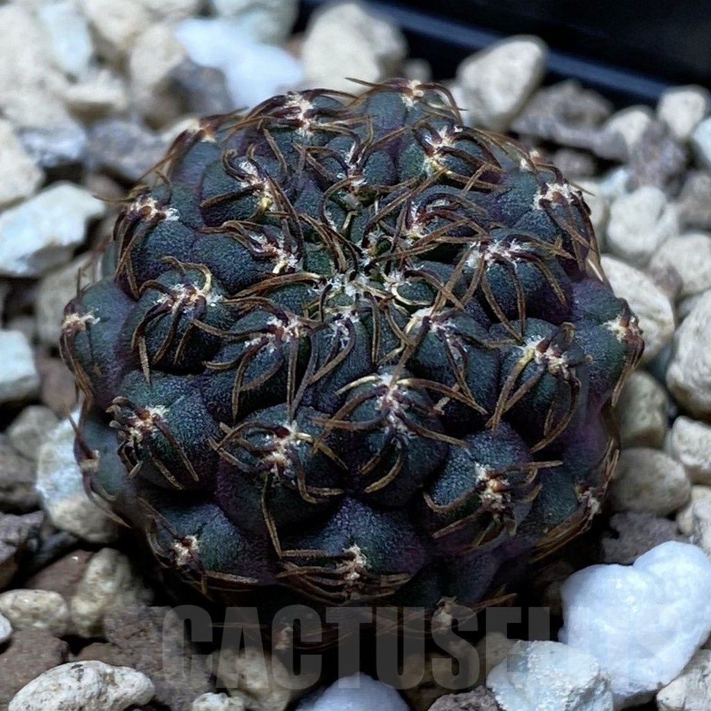 SH24780 Sulcorebutia callichroma HS 078