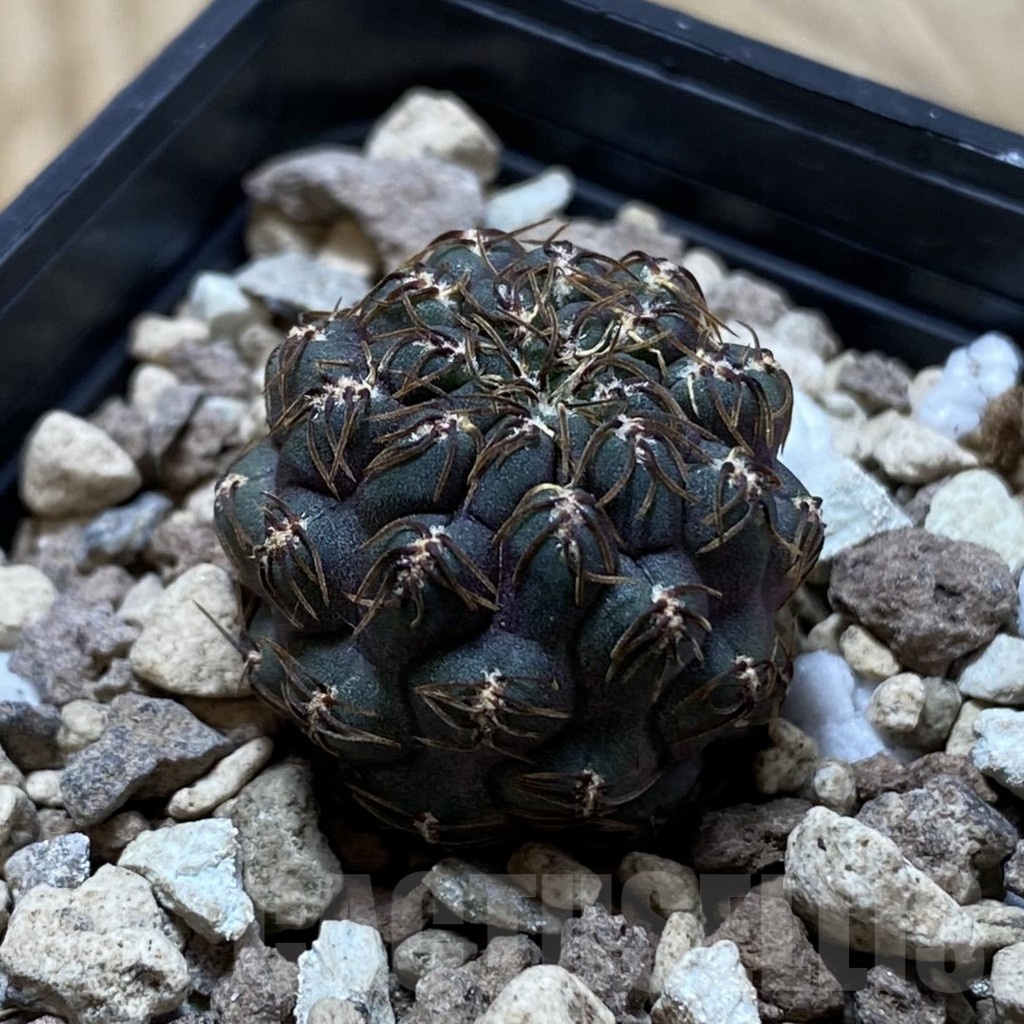 SH24780 Sulcorebutia callichroma HS 078 - Obrázek 2