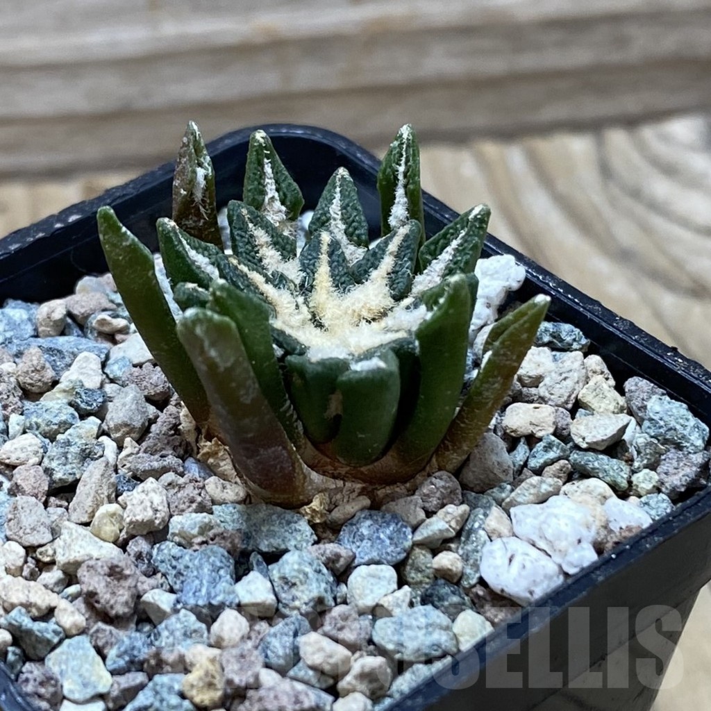 SH24753 Ariocarpus kotschoubeyanus hybrid, own roots - Image 2