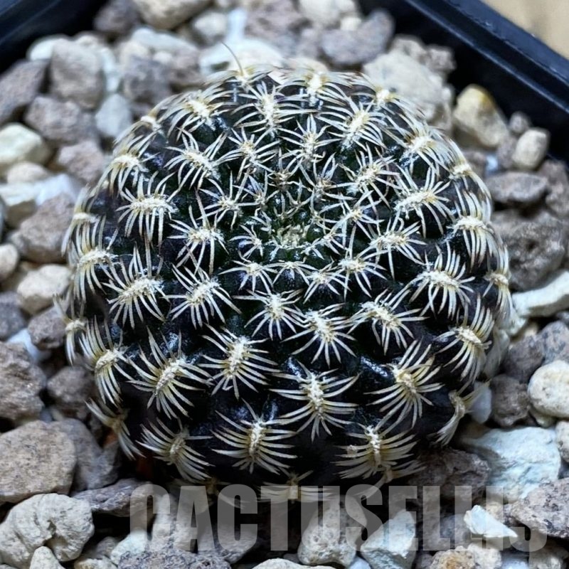 SH24781 Sulcorebutia augustinii LH 1721