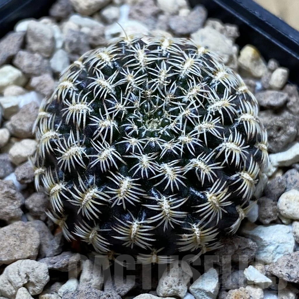 SH24781 Sulcorebutia augustinii LH 1721