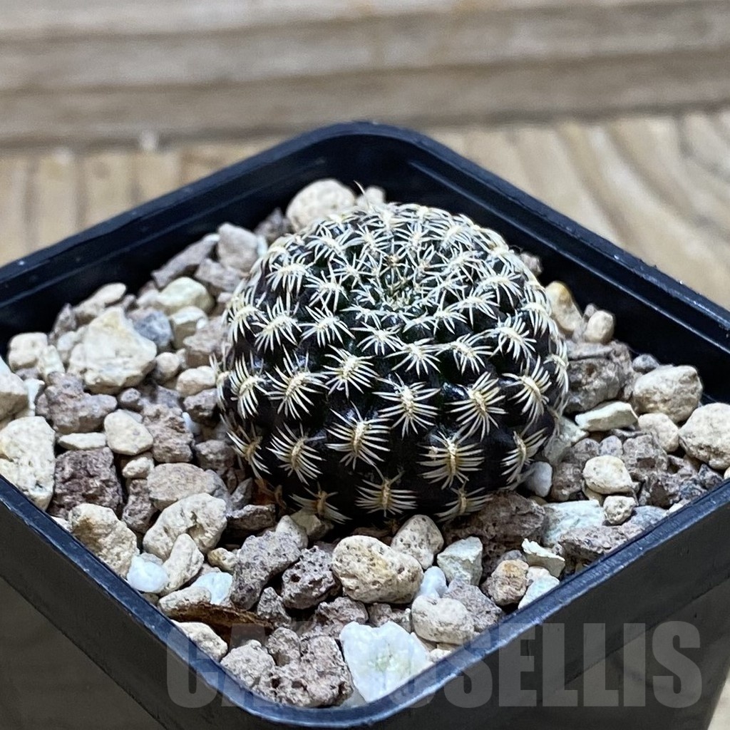 SH24781 Sulcorebutia augustinii LH 1721 - Obrázek 2