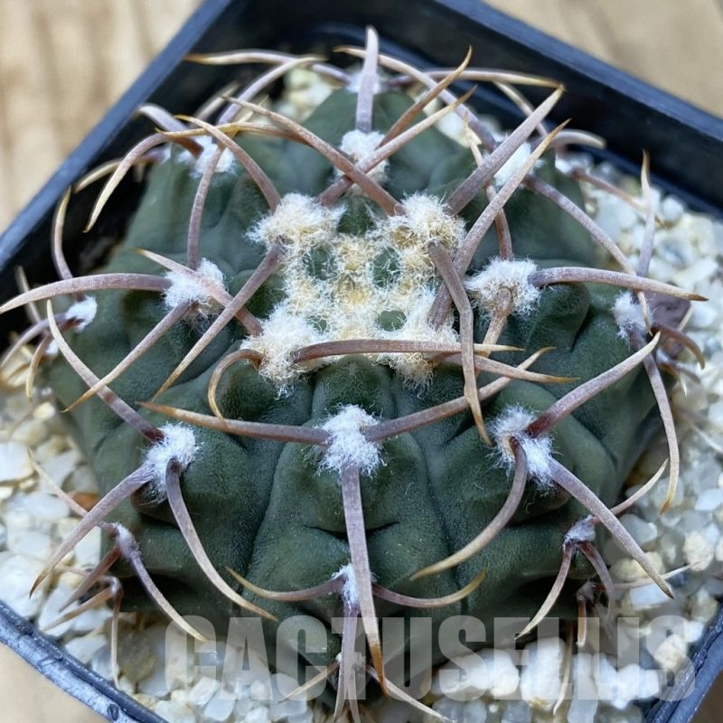 SH24782 Gymnocalycium vatteri