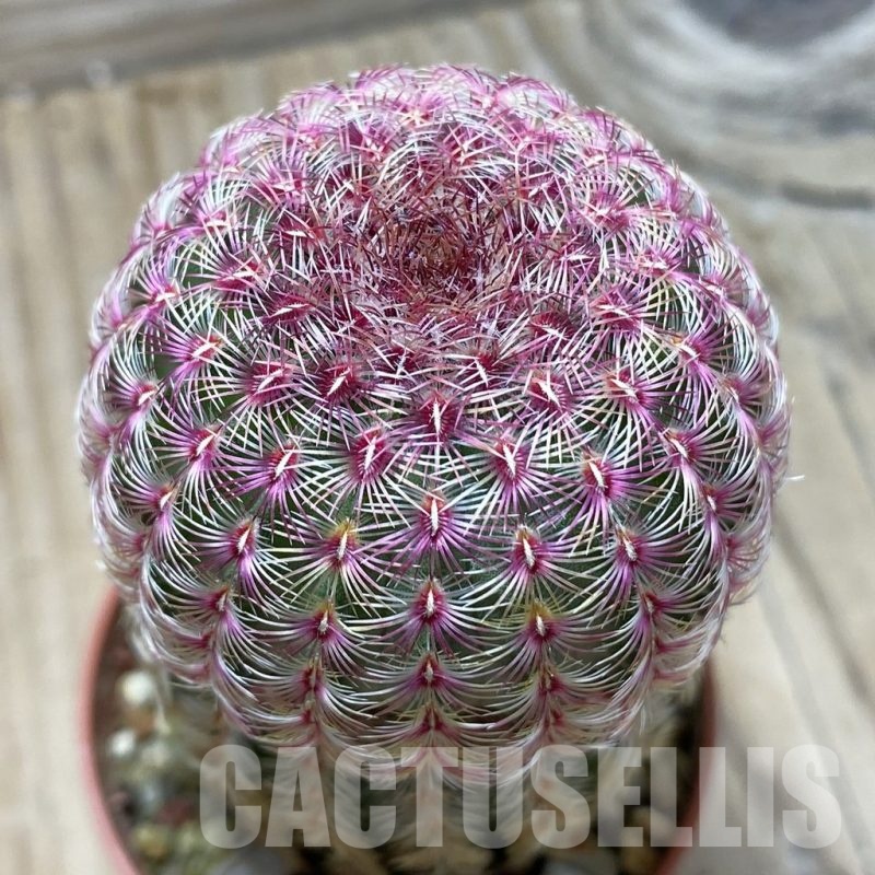 SH24783 Echinocereus rigidissimus v. rubispinus