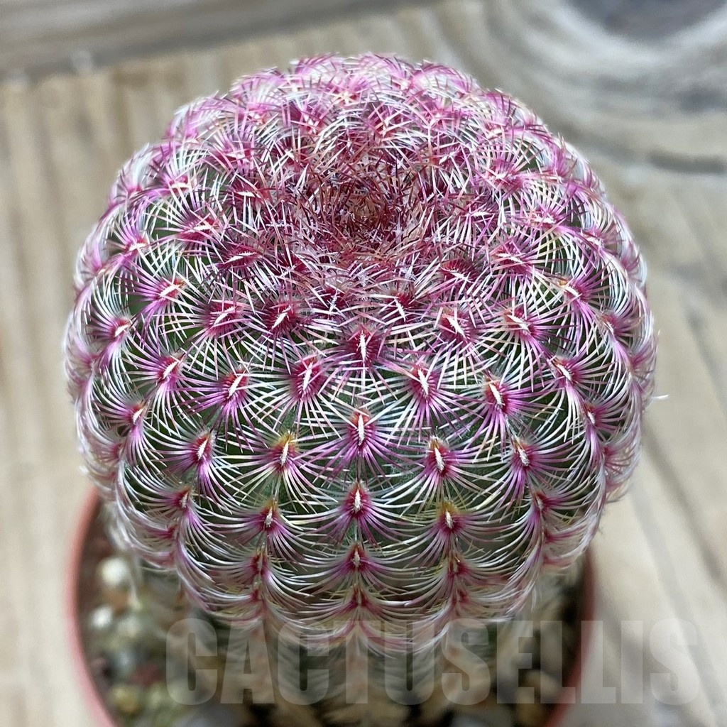 SH24783 Echinocereus rigidissimus v. rubispinus