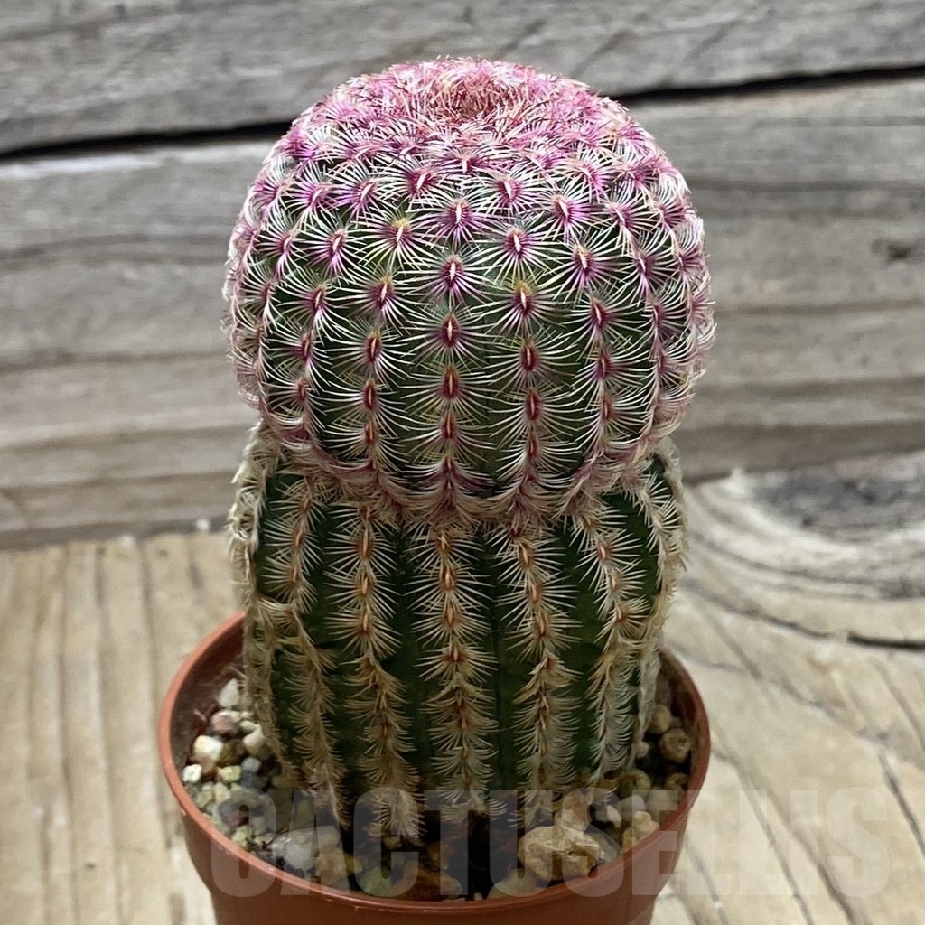 SH24783 Echinocereus rigidissimus v. rubispinus – Bild 2