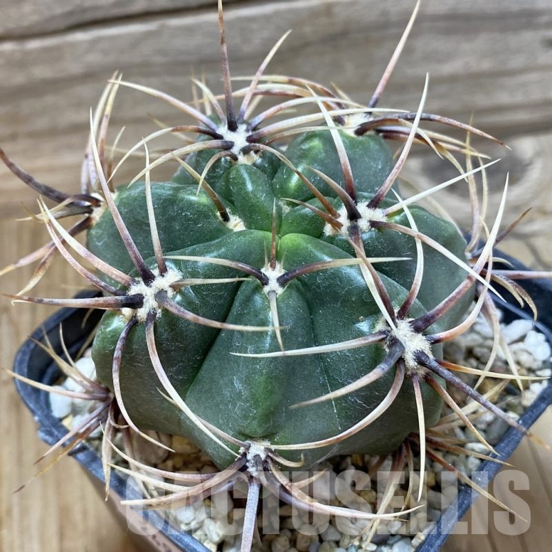SH24972 Gymnocalycium achirasense, 7 years old