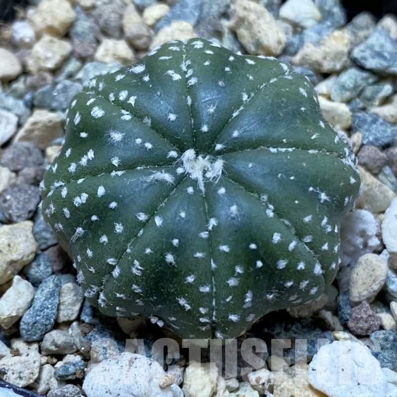 SH25002 Astrophytum asterias ‘Star Shape’