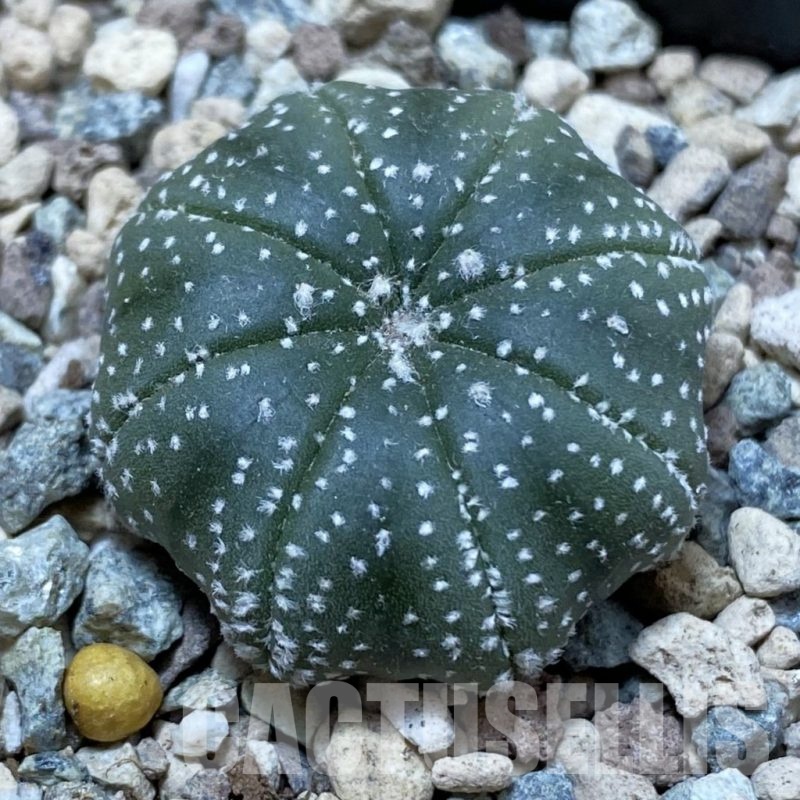 SH25003 Astrophytum asterias ‘Star Shape’