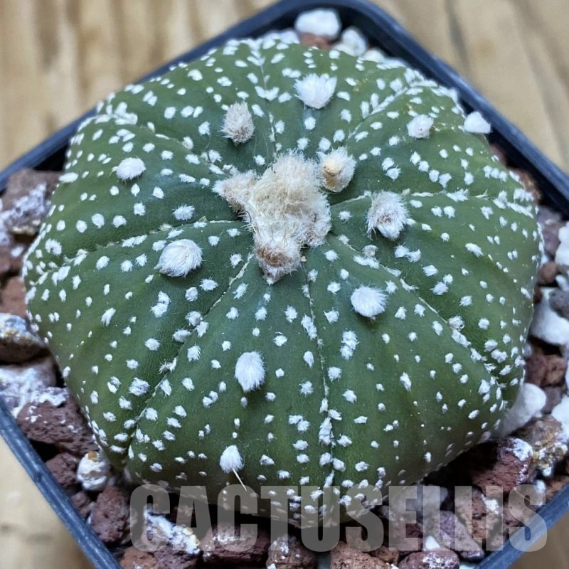 SH25004 Astrophytum asterias ‘Super Kabuto’ hybrid