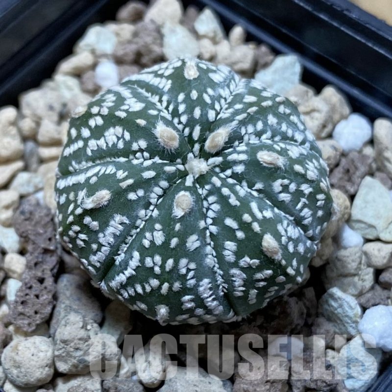 SH25005 Astrophytum asterias ‘Super Kabuto’ hybrid