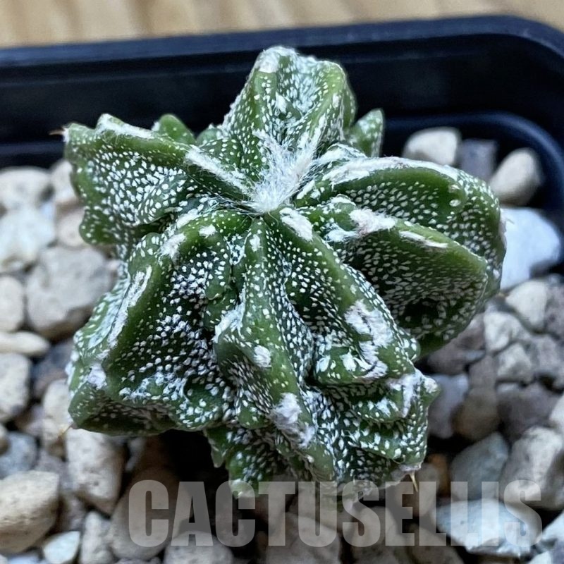 SH25006 Astrophytum ornatum ‘Fukuryu’ hybrid, seedling