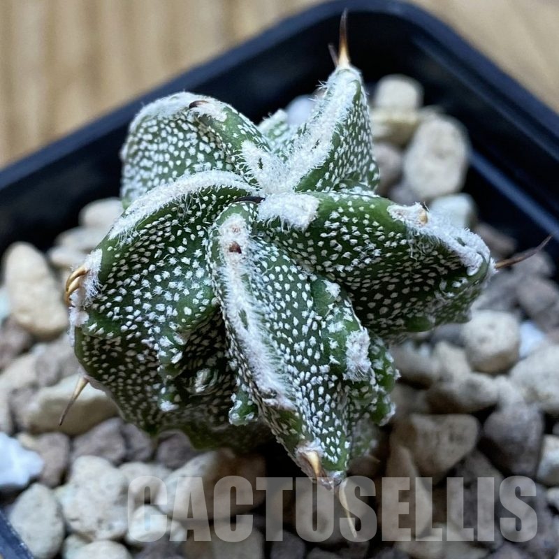 SH25007 Astrophytum ornatum ‘Fukuryu’ hybrid, seedling
