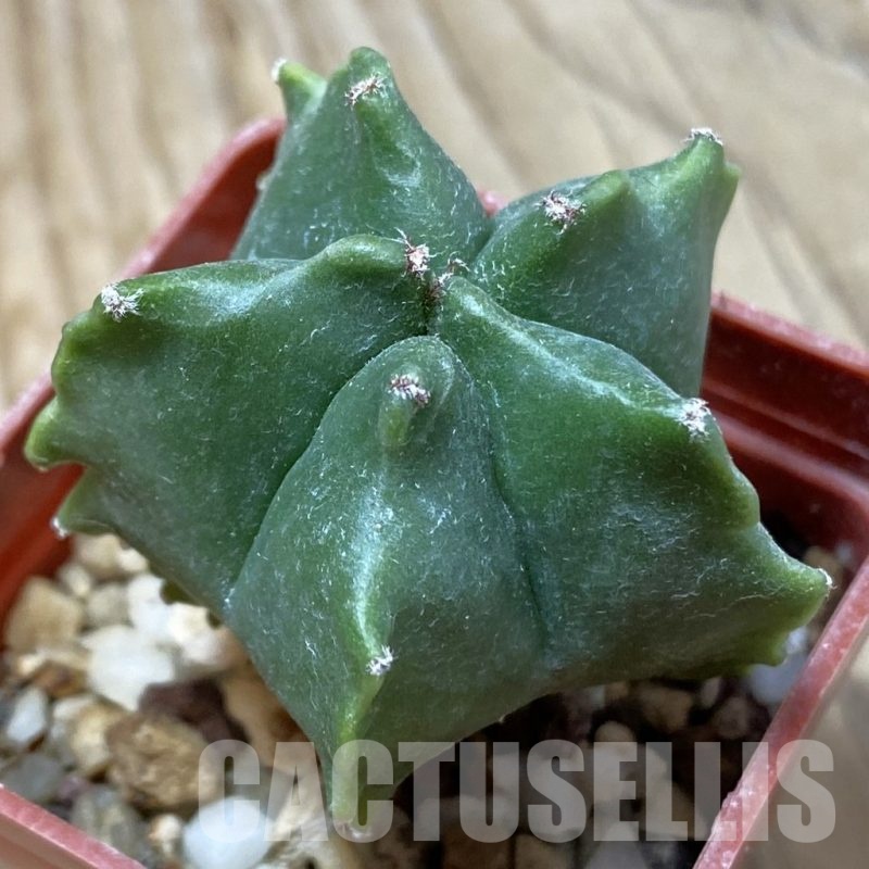 SH25008 Astrophytum myriostigma ‘Kikko’, seedling