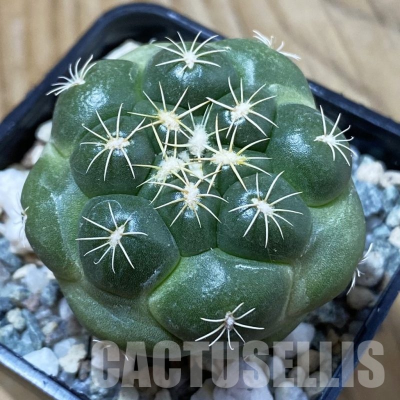 SH25009 Coryphantha elephantidens 'inermis'