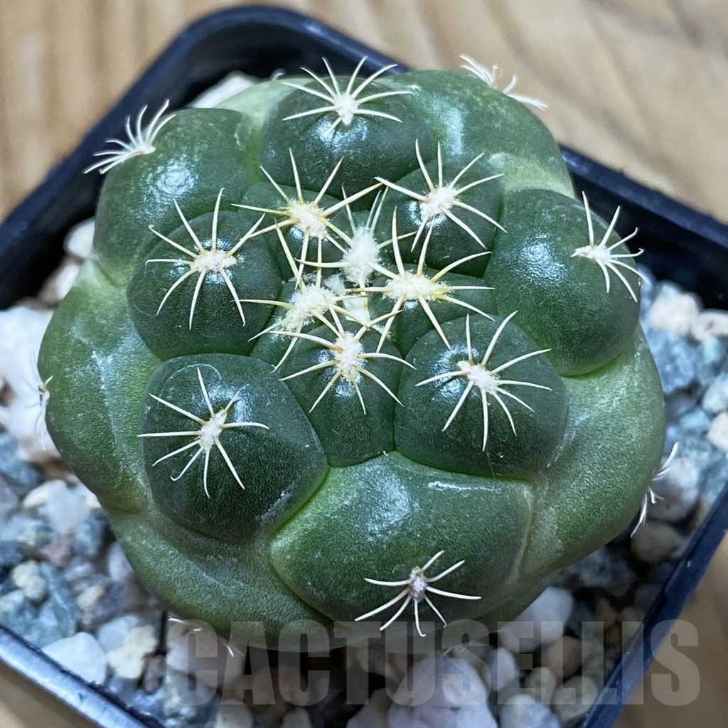 SH25009 Coryphantha elephantidens 'inermis'