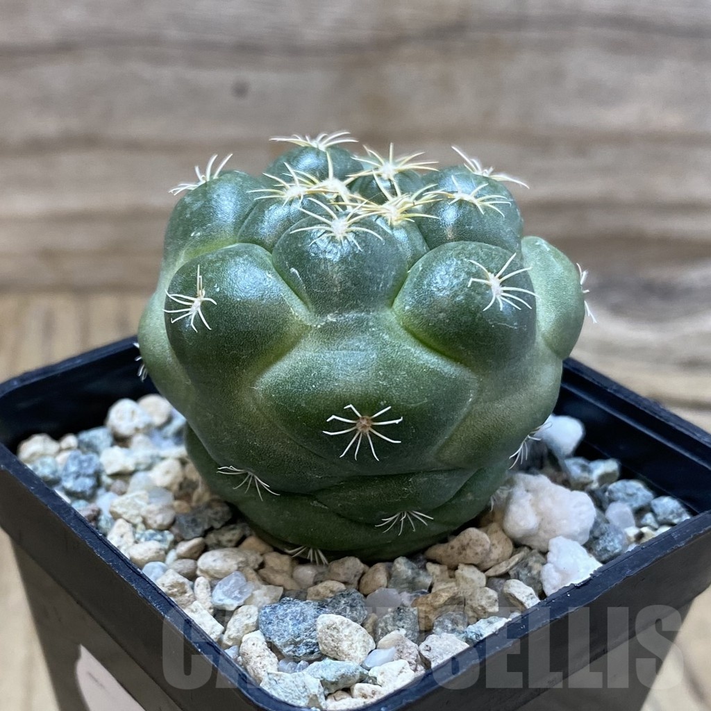 SH25009 Coryphantha elephantidens 'inermis' - Image 2