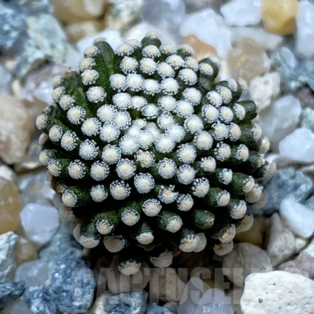 SH25010 Mammillaria luethyi