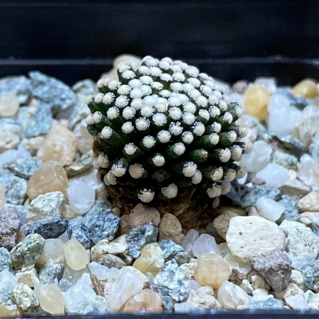 SH25010 Mammillaria luethyi - Image 2