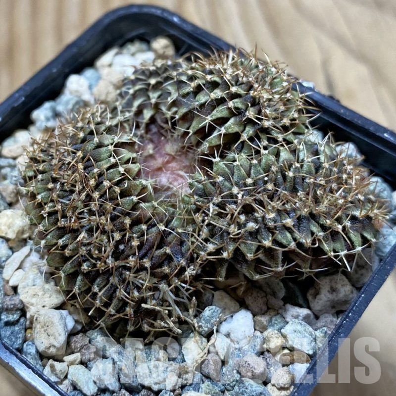 SH25011 Gymnocalycium mihanovichii f. cristata