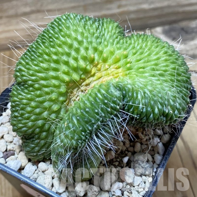 SH24973 Mammillaria spinosissima ‘Un Pico’ f. cristata