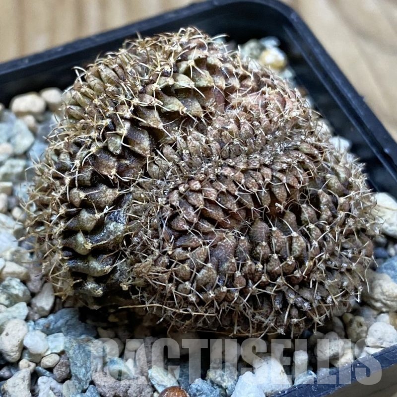 SH25012 Gymnocalycium mihanovichii f. cristata