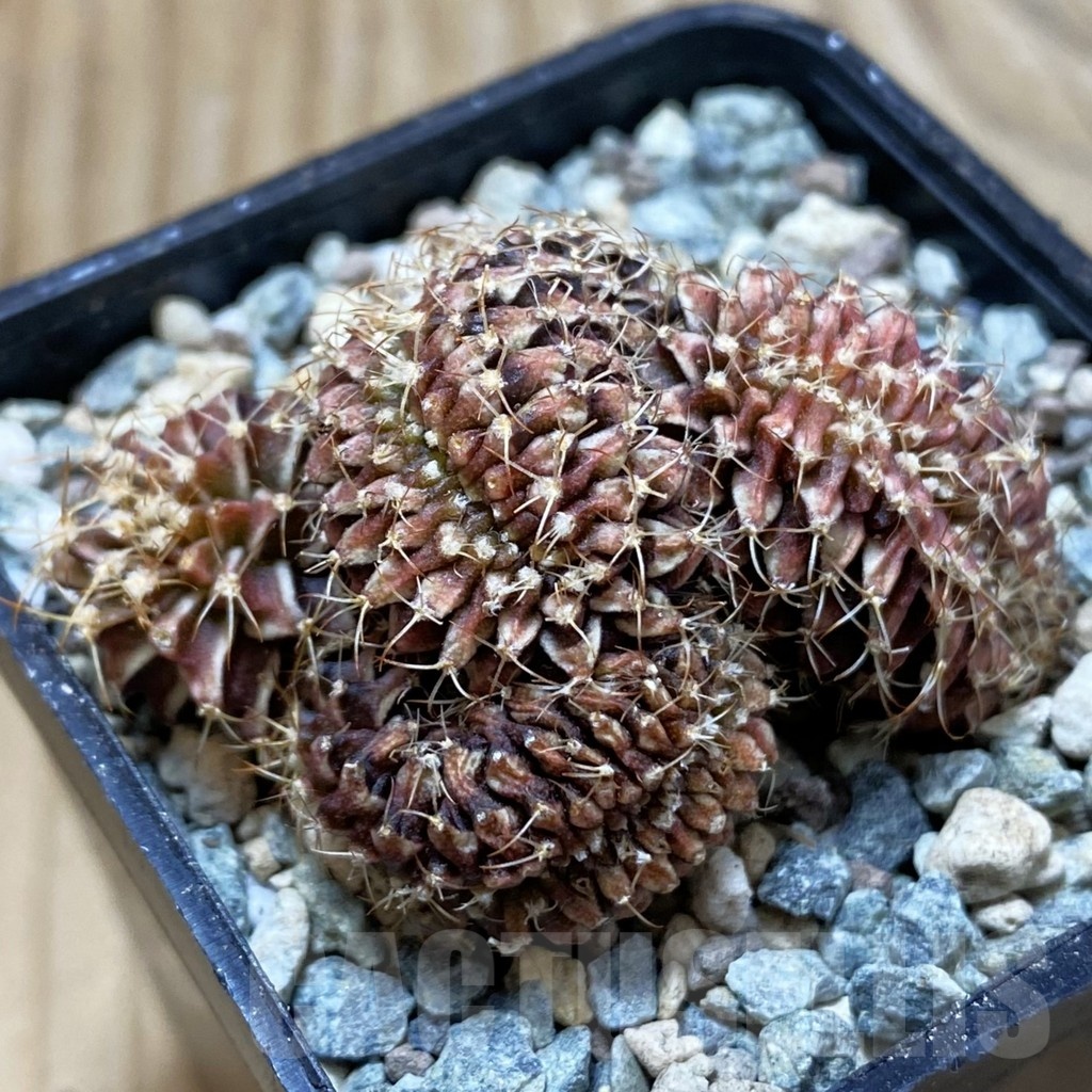 SH25013 Gymnocalycium mihanovichii f. cristata - Image 2