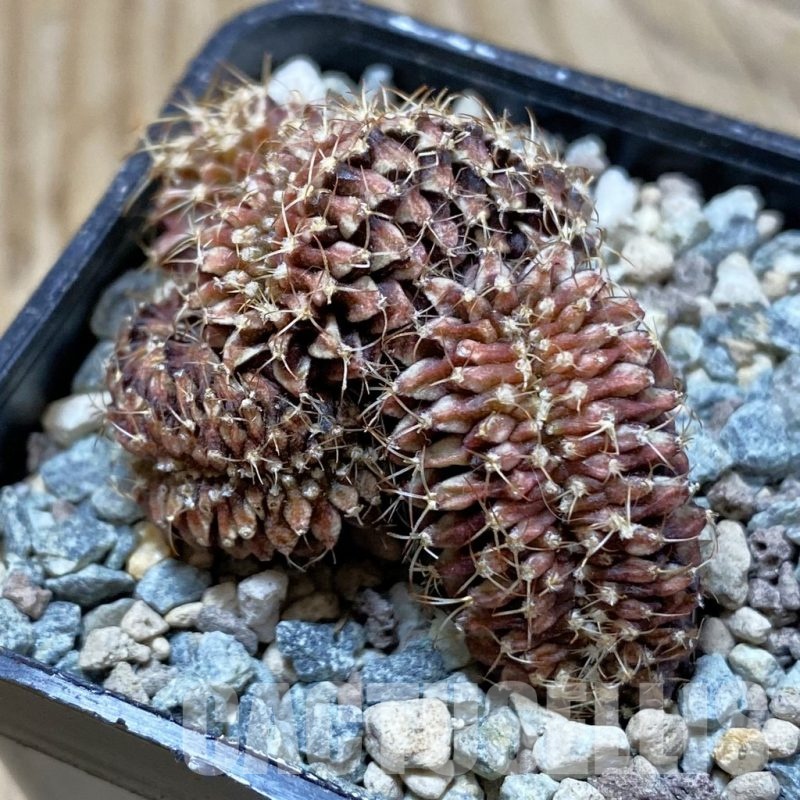 SH25013 Gymnocalycium mihanovichii f. cristata