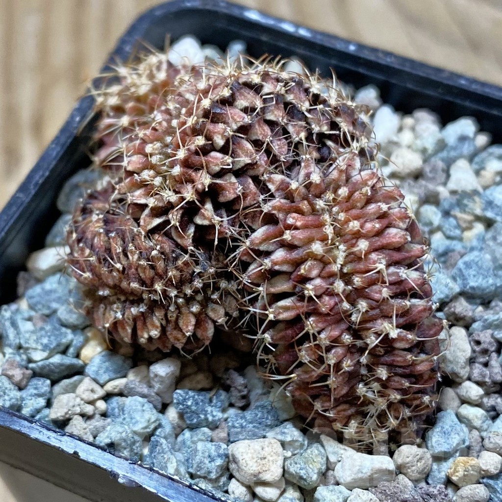 SH25013 Gymnocalycium mihanovichii f. cristata
