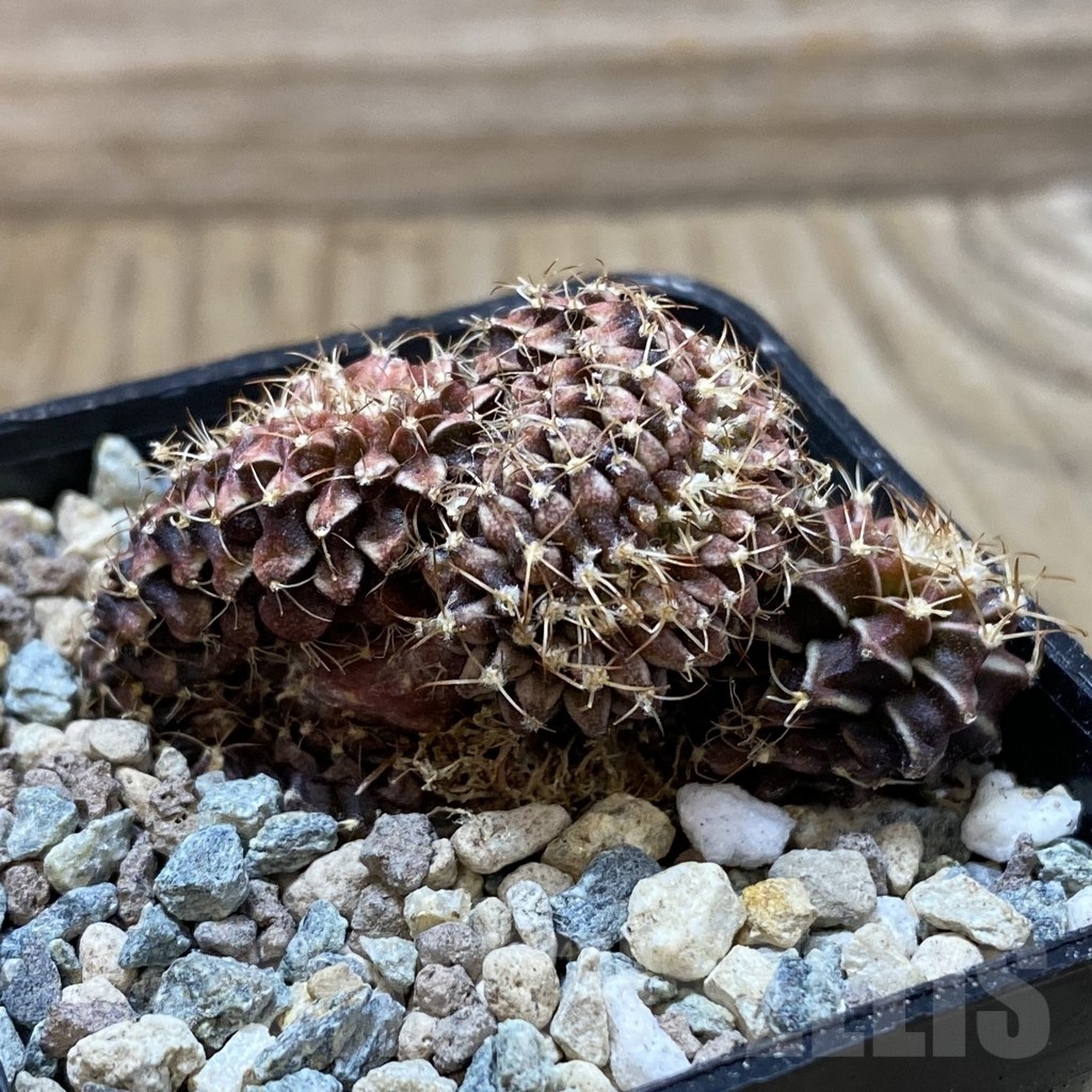 SH25013 Gymnocalycium mihanovichii f. cristata - Image 3