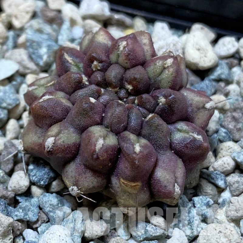 SH25014 Gymnocalycium mihanovichii ‘Day Dream’ f. cristata