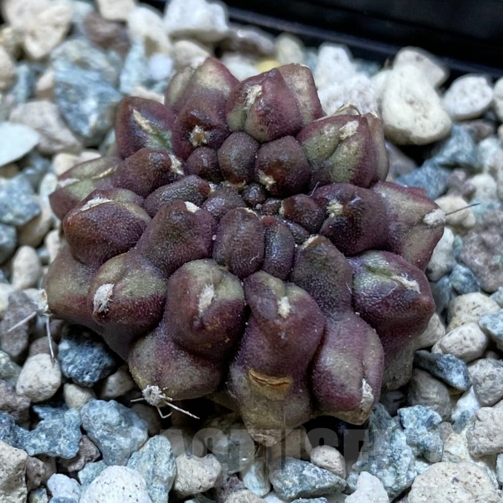 SH25014 Gymnocalycium mihanovichii ‘Day Dream’ f. cristata