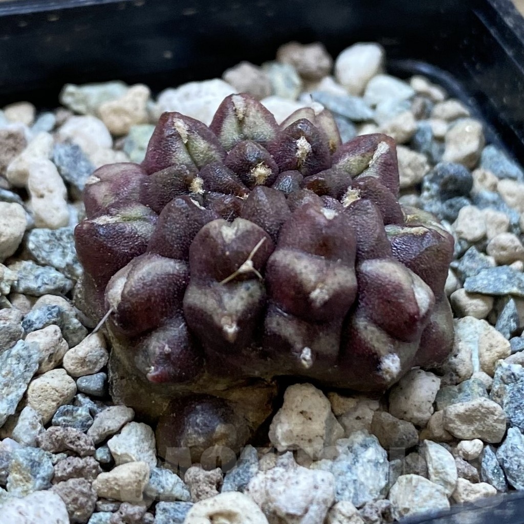 SH25014 Gymnocalycium mihanovichii ‘Day Dream’ f. cristata - Зображення 2