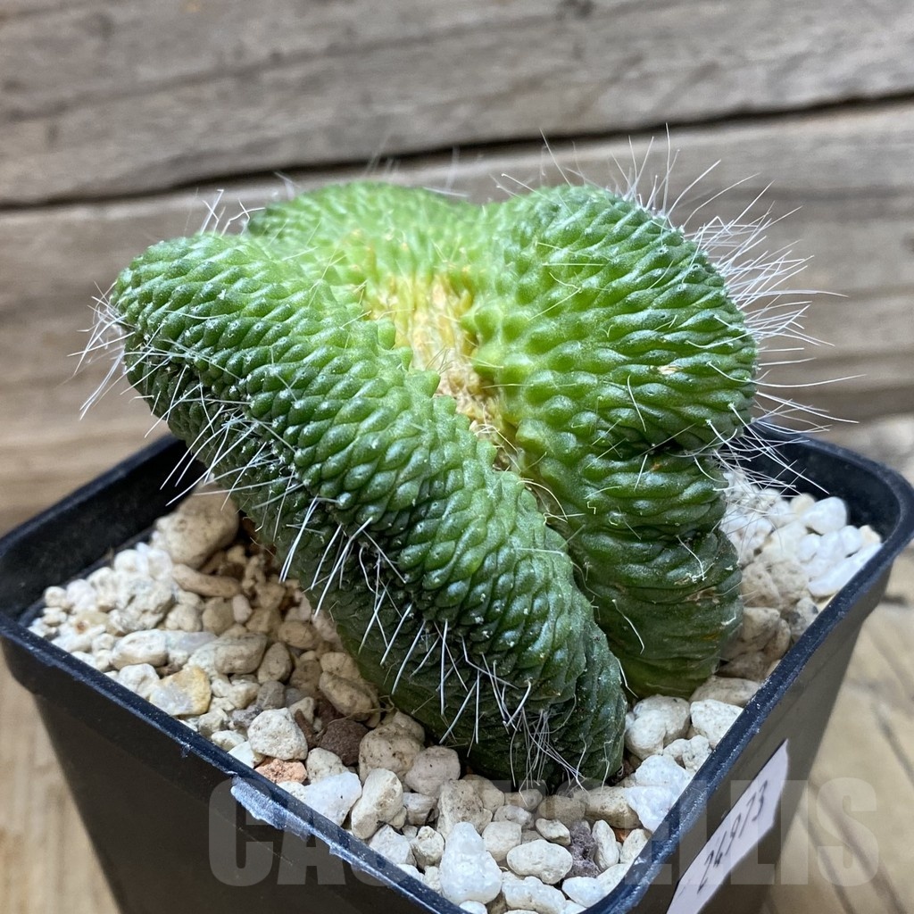 SH24973 Mammillaria spinosissima ‘Un Pico’ f. cristata - Image 2