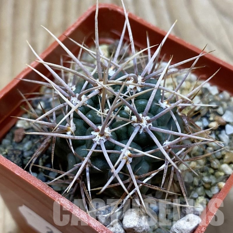 SH25015 Gymnocalycium neuhuberi