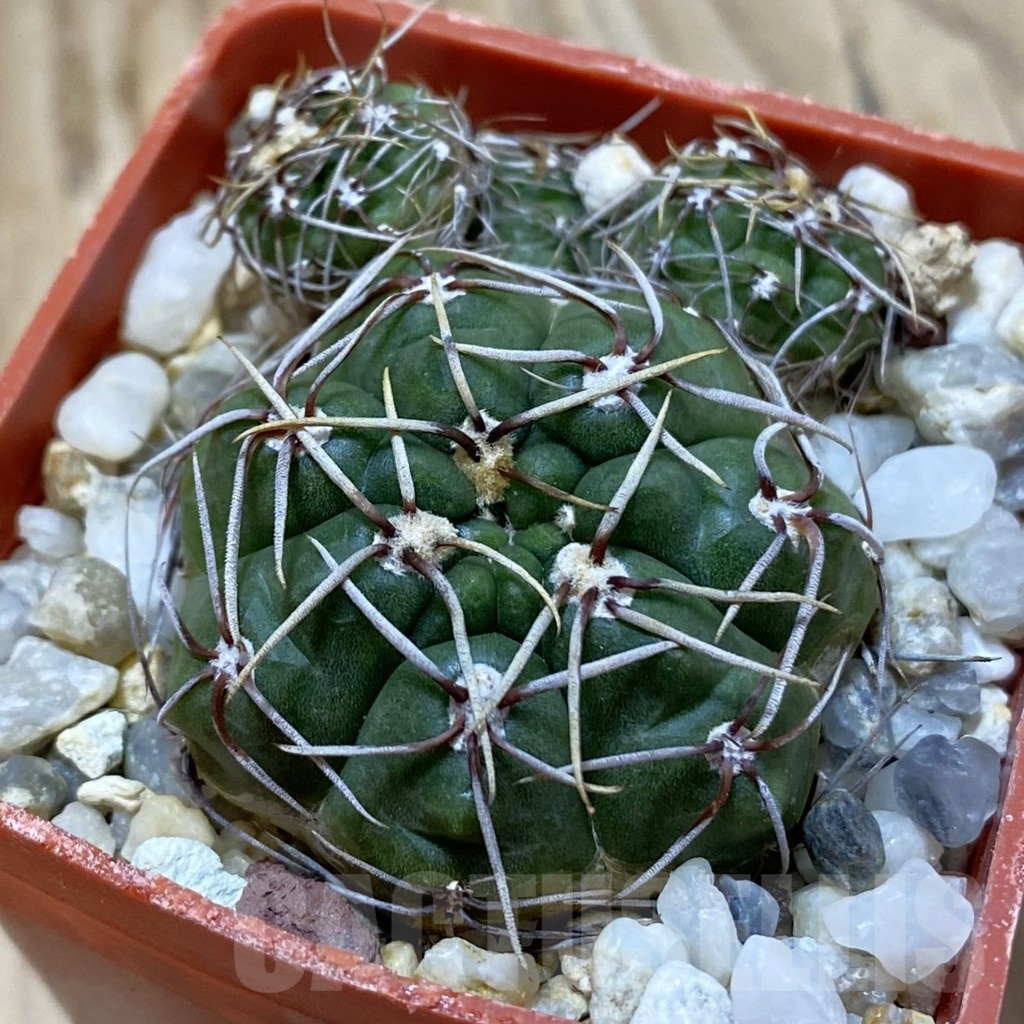 SH25016 Gymnocalycium uruguayense v. roseiflorum