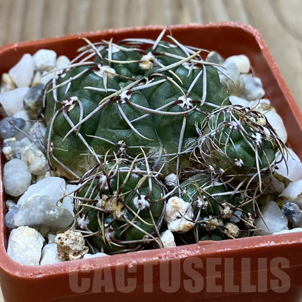 SH25016 Gymnocalycium uruguayense v. roseiflorum - Image 2
