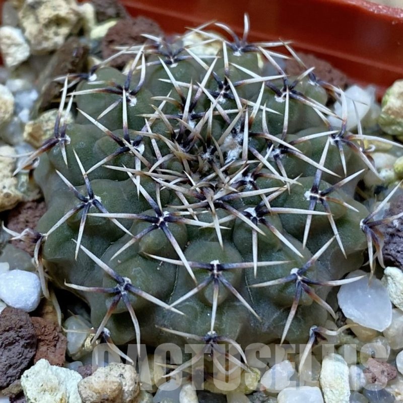 SH25017 Gymnocalycium quehlianum L 132
