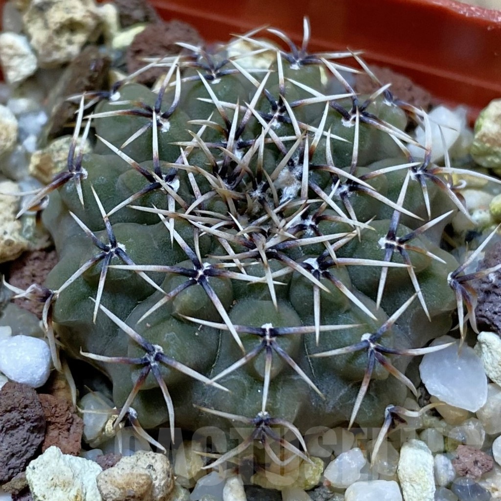 SH25017 Gymnocalycium quehlianum L 132
