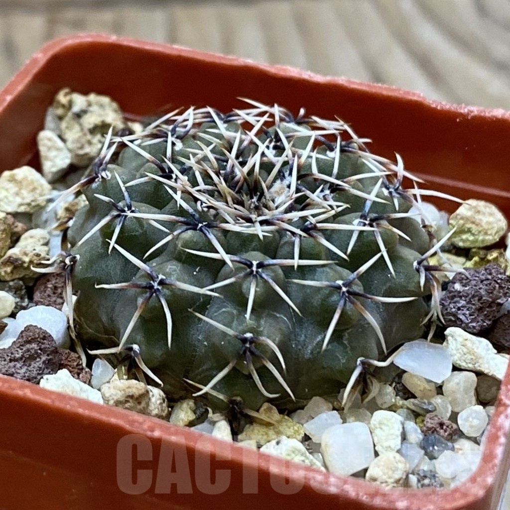 SH25017 Gymnocalycium quehlianum L 132 - Image 2