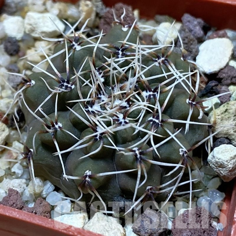 SH25018 Gymnocalycium quehlianum L 132