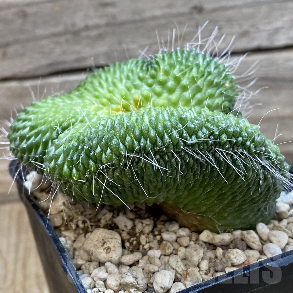 SH24973 Mammillaria spinosissima ‘Un Pico’ f. cristata - Image 3