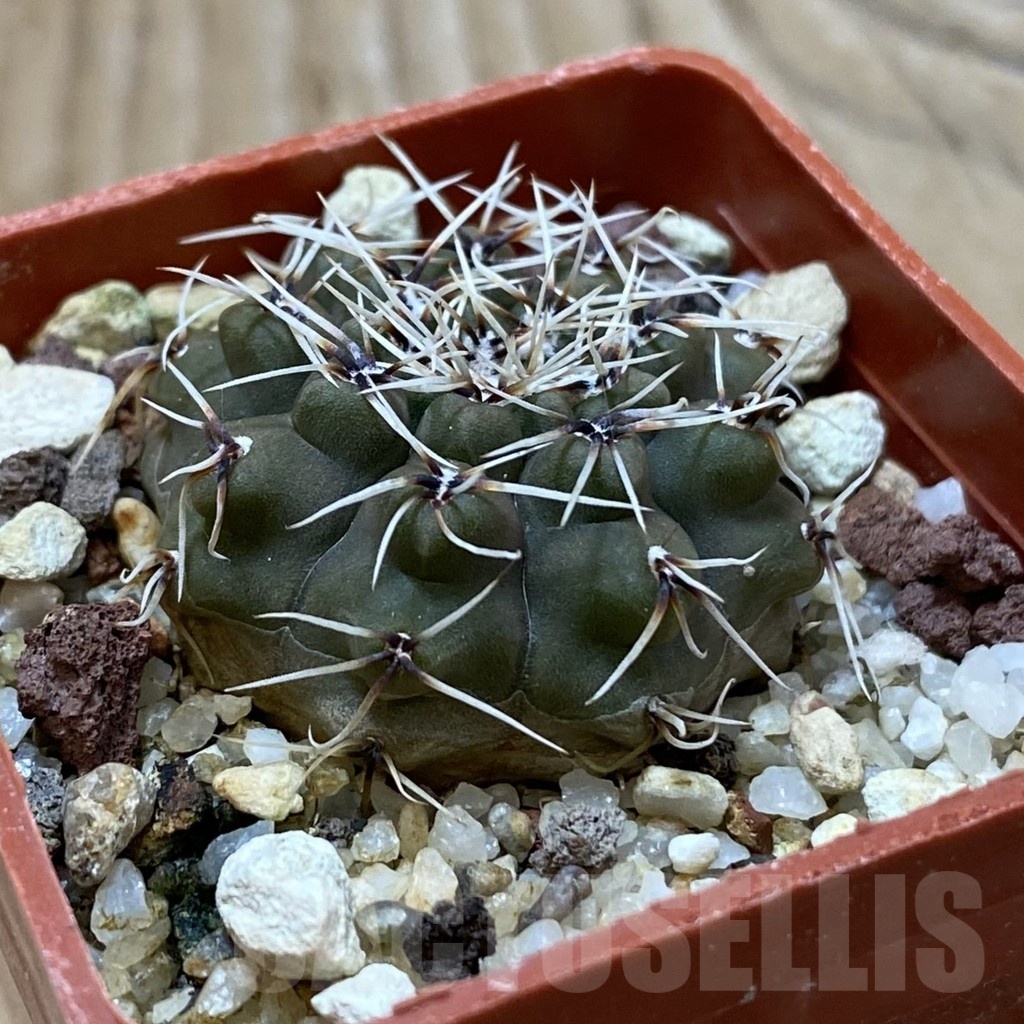 SH25018 Gymnocalycium quehlianum L 132 - Image 2