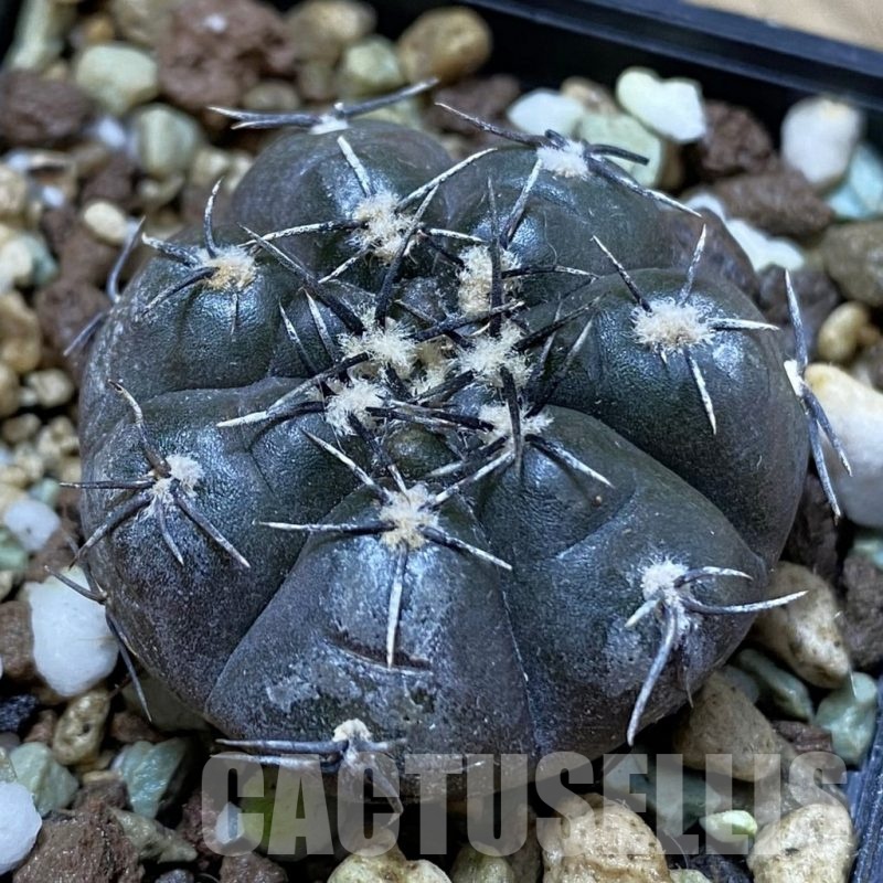 SH25019 Gymnocalycium berchtii VS 161
